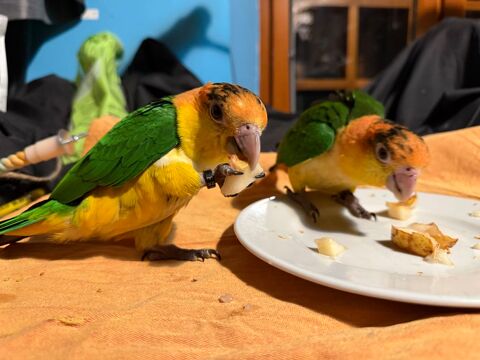 Deux jeunes caïques non sexes. Âgés de 6 mois . Ils sont EAM 900 24000 Prigueux