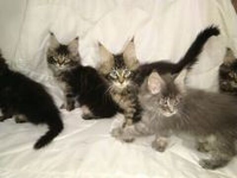   males femelles maine coon 