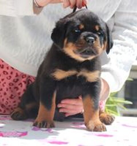   Chiots Rottweiler lof a rserv  