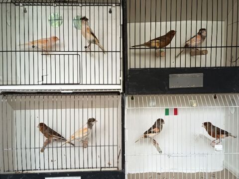 couples de canaris arlequins portugais 50 44390 Nort-sur-erdre