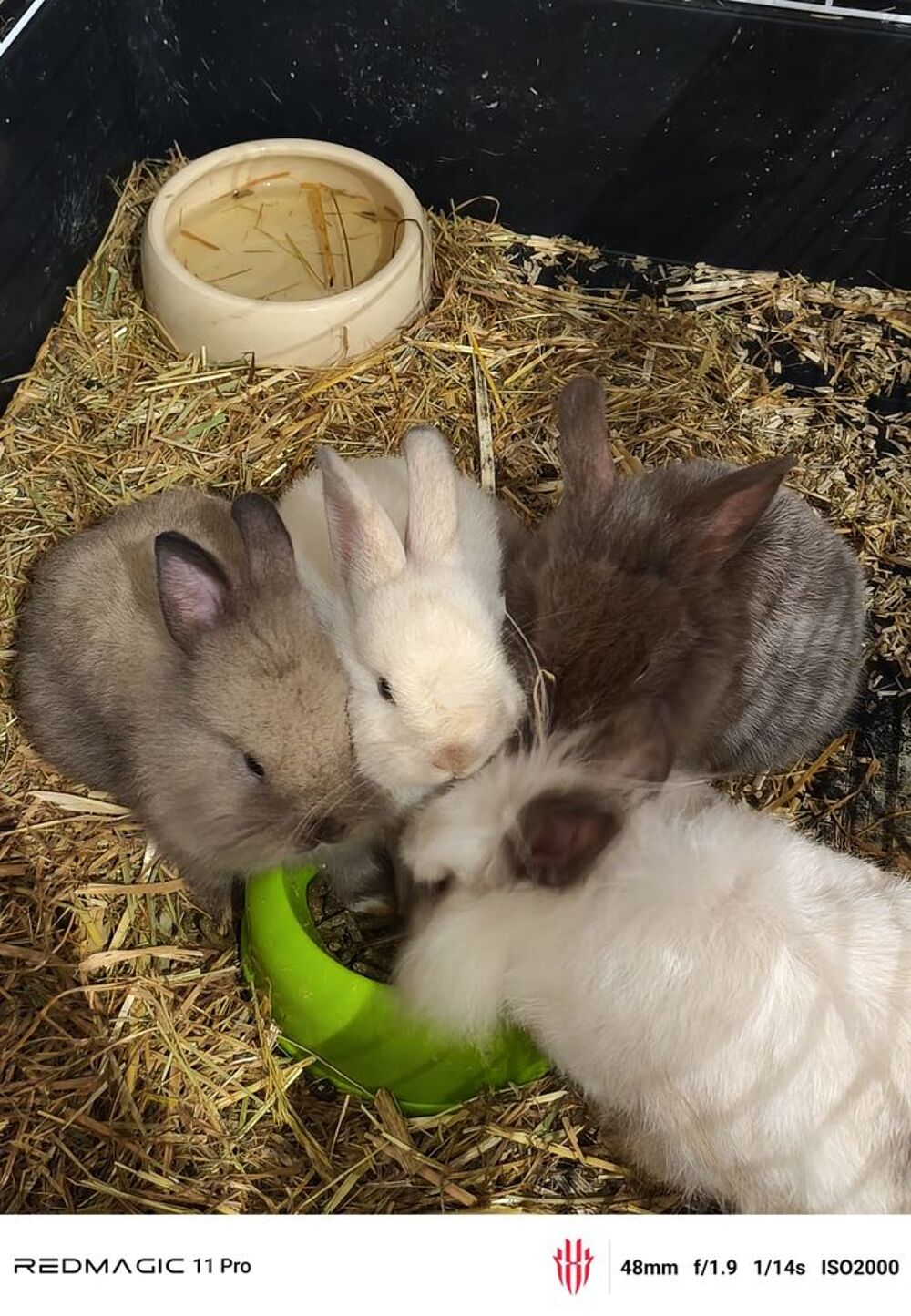   Trois lapins 