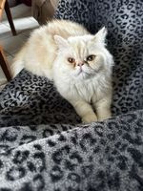  Chatons Persan 