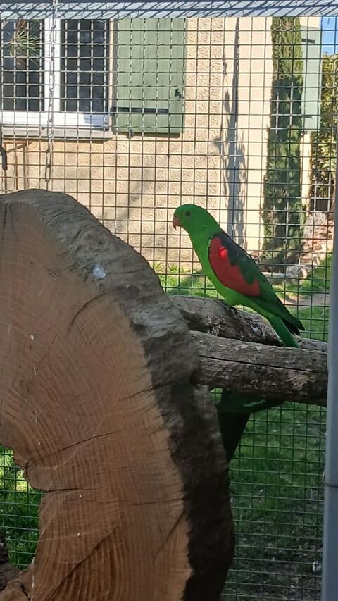 Perruches 70 07100 Annonay