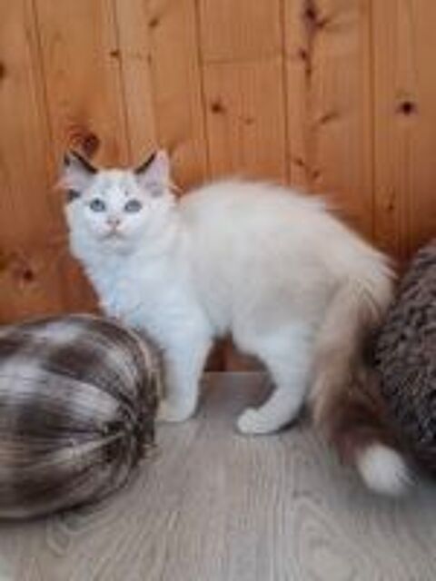   Chaton Ragdoll non loof  