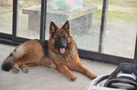   CHIOT BERGER ALLEMAND GRANDE GABARIE POILS LONGS 