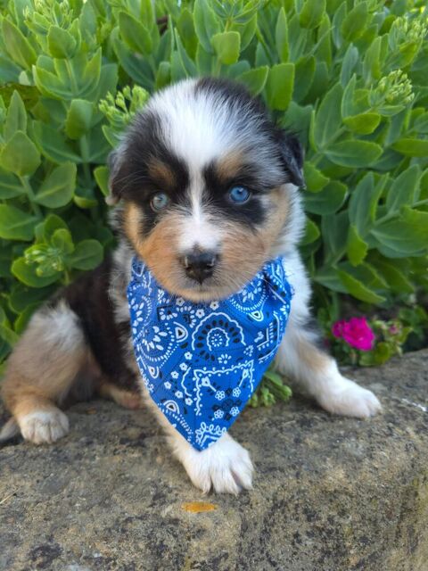 Chiots berger australien lof 1600 54150 Ozerailles