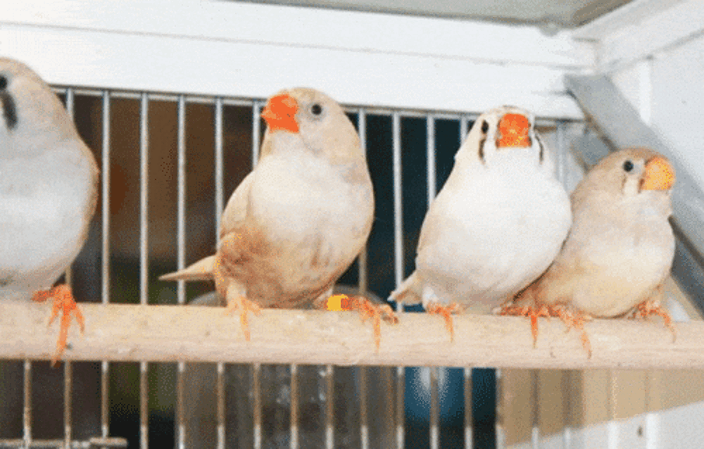   8 beaux diamant mandarin male et femelle 