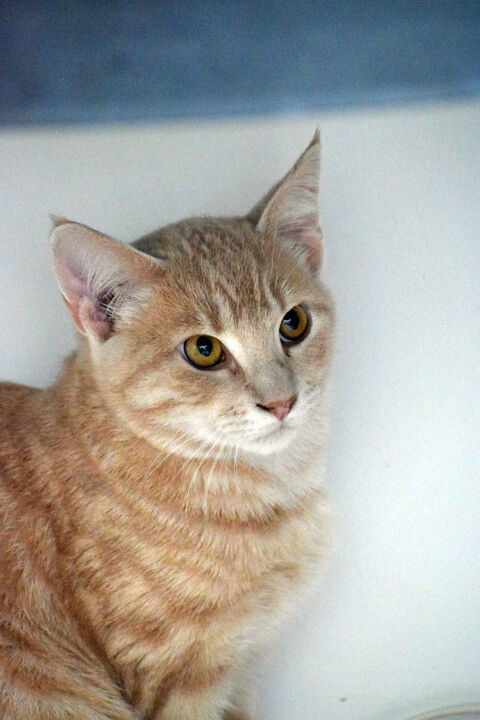 UPSY, gentil chaton tigré à adopter via l'association UMA 180 85260 Les brouzils