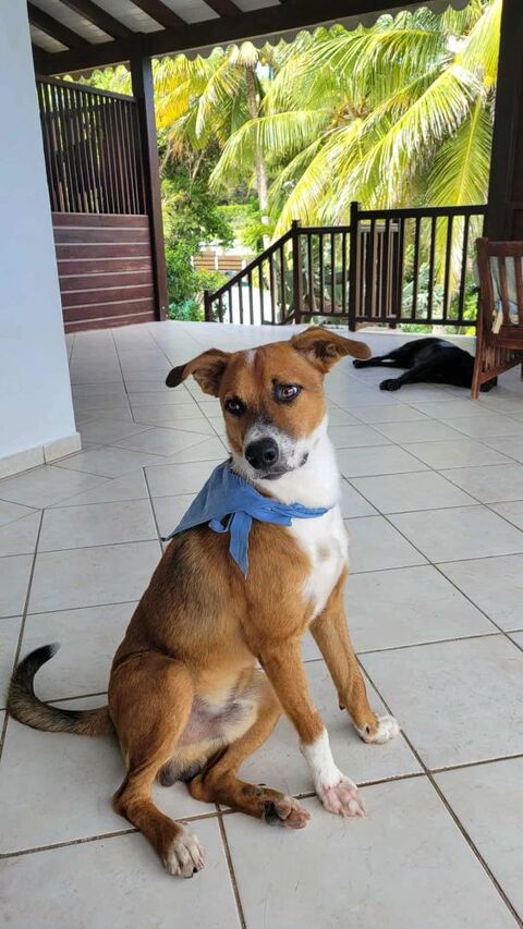 ALOKA le chouchou cr&eacute;ole 350 78000 Versailles