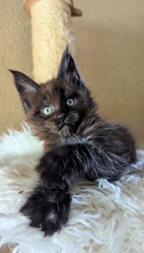Adorables chatons Maine Coon 36310 Beaulieu