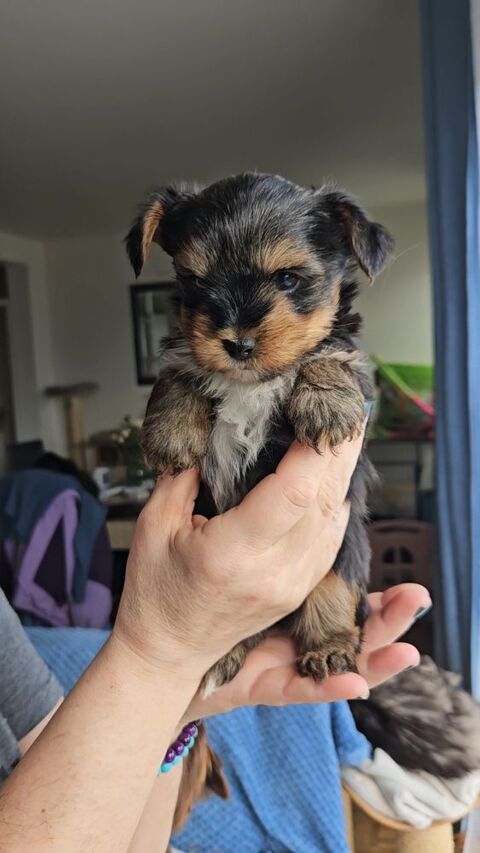 yorkshire exotic  1200 50560 Gouville-sur-mer