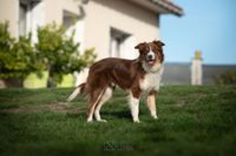   THOR mâle border collie 4 ans 