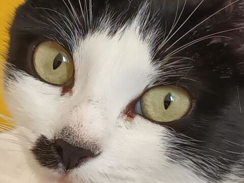 MAPUSS FEMELLE  NOIRE ET BLANCHE  2 ANS 195 92260 Fontenay-aux-roses