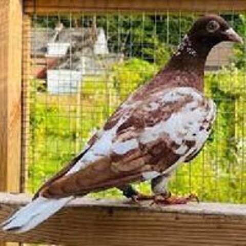   Pigeons Voyageurs Choco Meulemans 