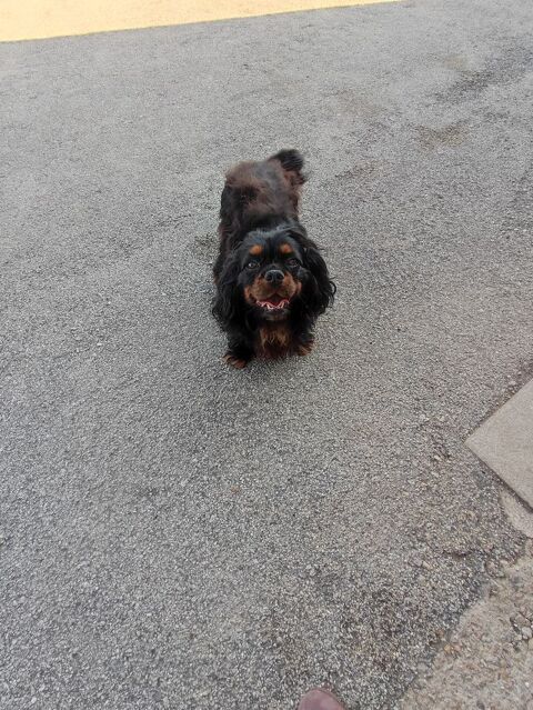 M&acirc;le Cavalier King Charles 800 87320 Darnac