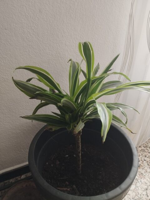 Plante d�corative en pot � feuilles ray�es 20 Saint-Paul-Trois-Ch�teaux (26)