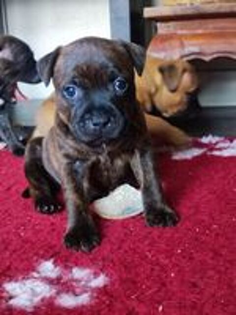   Chiots staffies à réserver  