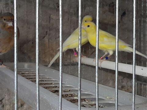 COUPLE DE CANARIS RAZAS JAUNE 2024 40 95170 Deuil-la-barre
