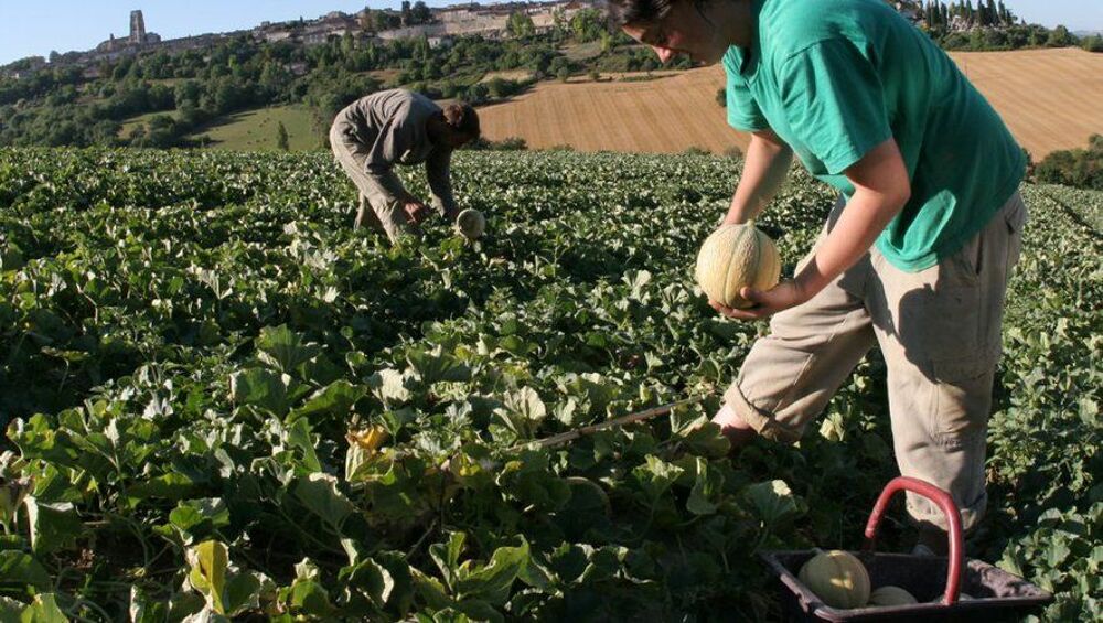   Recherche un emploi  la cueillette des melons 