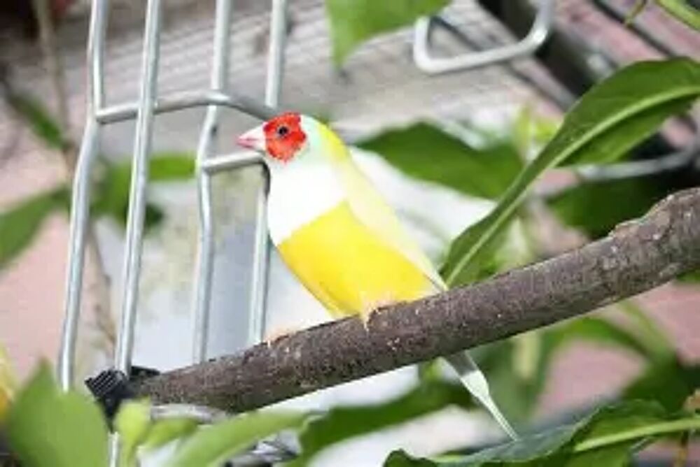   couple de diamant de Gould jaune reproducteur 