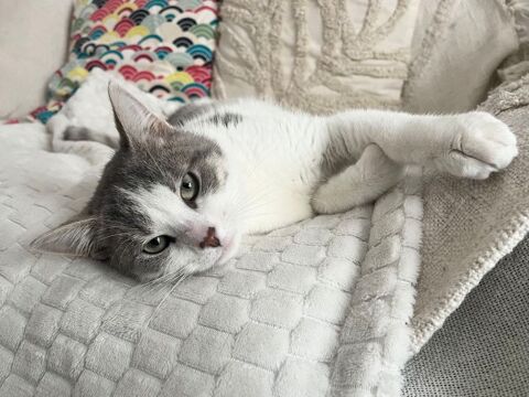 Milo un jeune chat calme, câlin et très proche de l'humain 180 75017 Paris