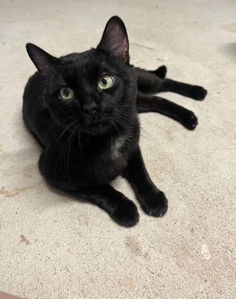Moshi adorable chat noir 2 ans hyper gentil a adopter 120 11000 Carcassonne
