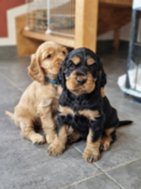   Adorable chiot COCKER SPANIEL à réserver 