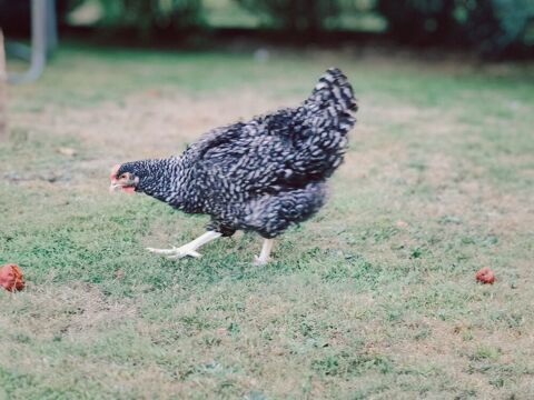 Poule coucou de Rennes 15 88200 Saint-Étienne-lès-remiremont