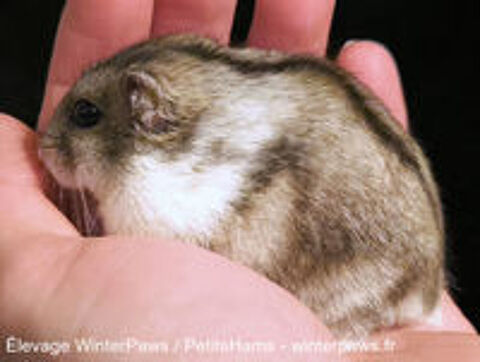   Adorables hamsters russes à adopter 