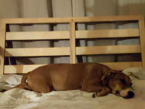 A&eacute;la, femelle crois&eacute;e berger, n&eacute;e le 15/06/2025 🐶 300 91000 �vry