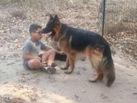   CHIOT BERGER ALLEMAND GRANDE GABARIE POILS LONGS 