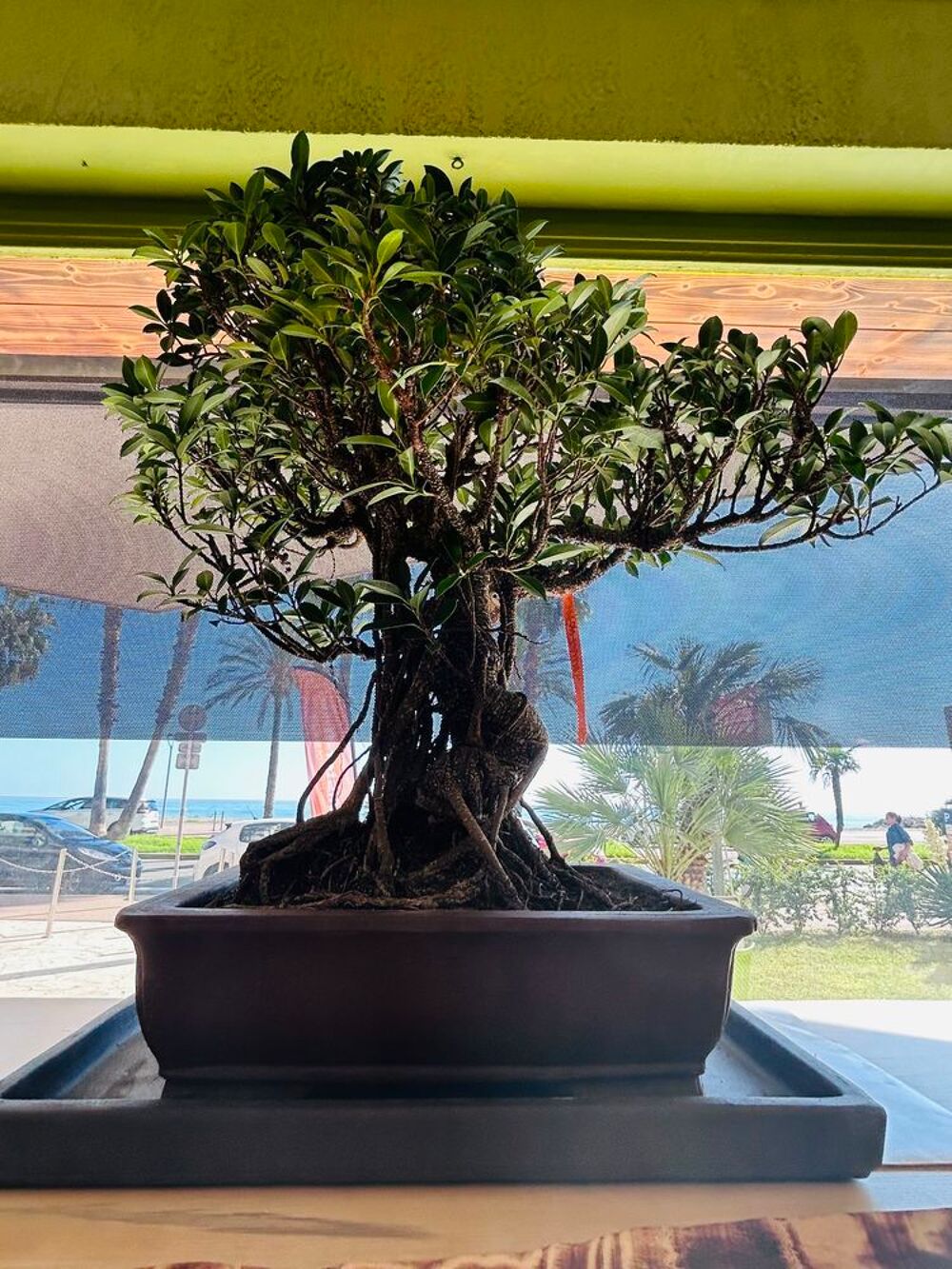 Bonsa&iuml; + 40 ans Jardin