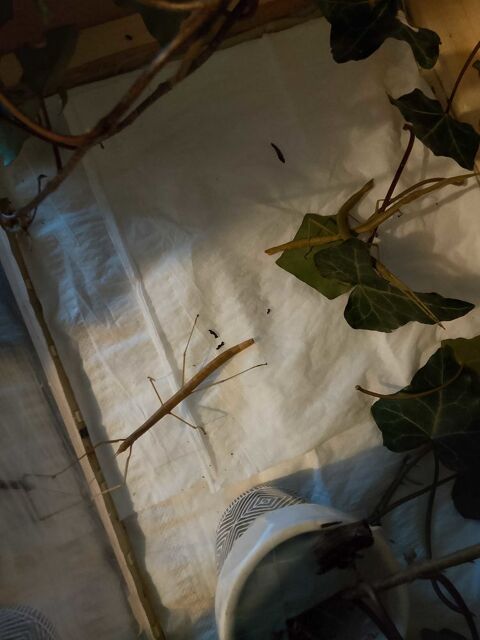 oeufs de phasme 4 Beauprau (49)