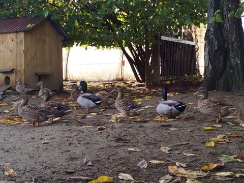 Canard sauvage col vert 10 35133 Le loroux