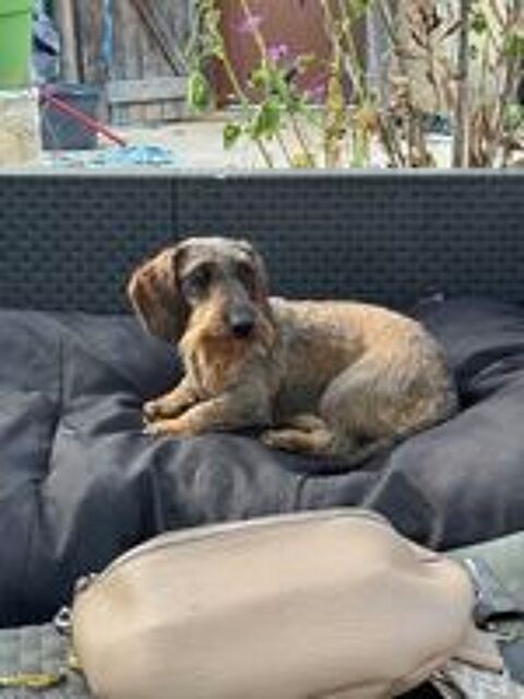   A RESERVER CHIOTS TECKEL STANDARD POIL DUR LOF 