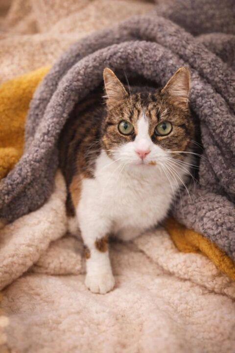 MARJOLAINE 1 26290 Donz�re