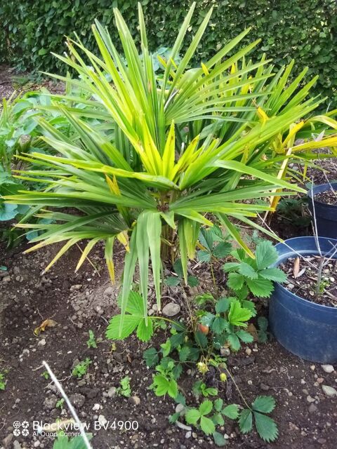 PALMIER 15 Rigny-sur-Arroux (71)