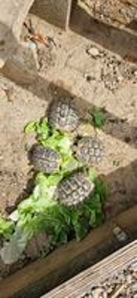   Tortues de terre 