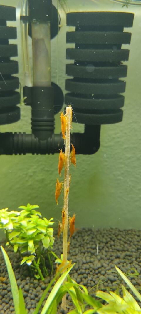Crevettes Orange Sakura 2 31200 Toulouse