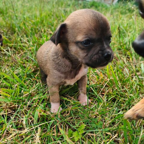 Adorables CHIHUAHUA 53500 Erne