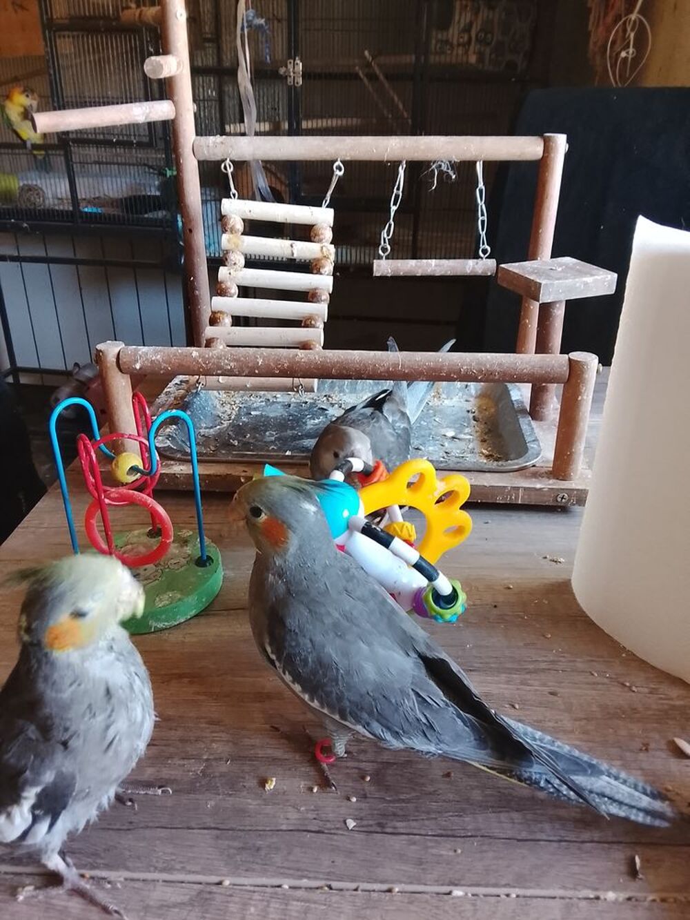   Bébés Calopsitte Élevés à la Main  