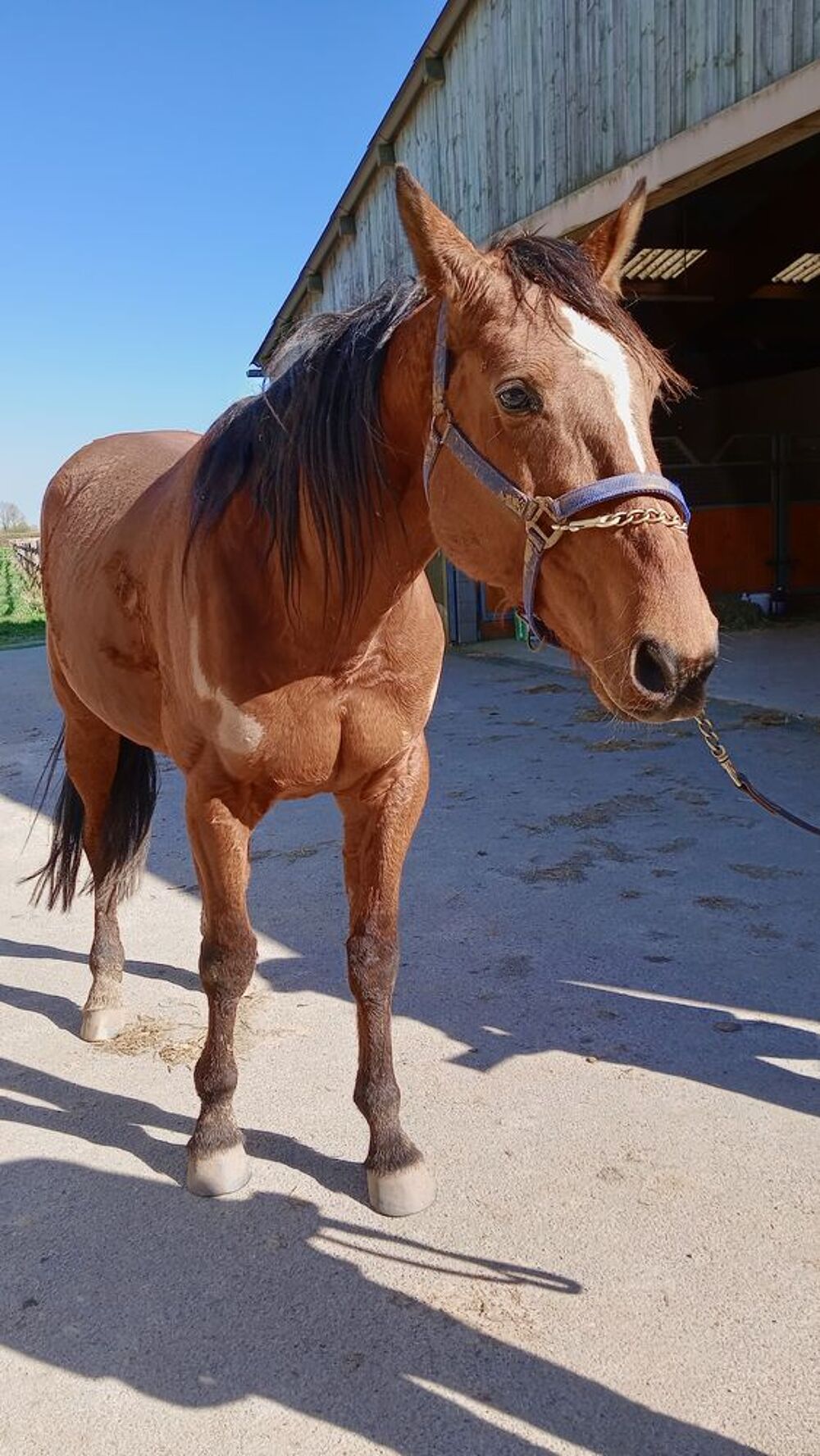   pouliche 