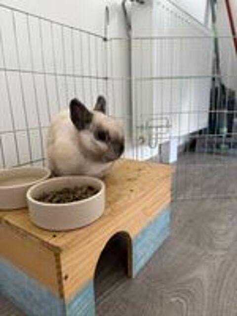   Lapin nain male 3 ans  