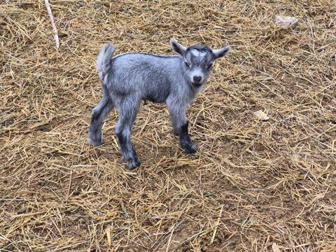 4 chevrettes miniatures 250 34210 Oupia