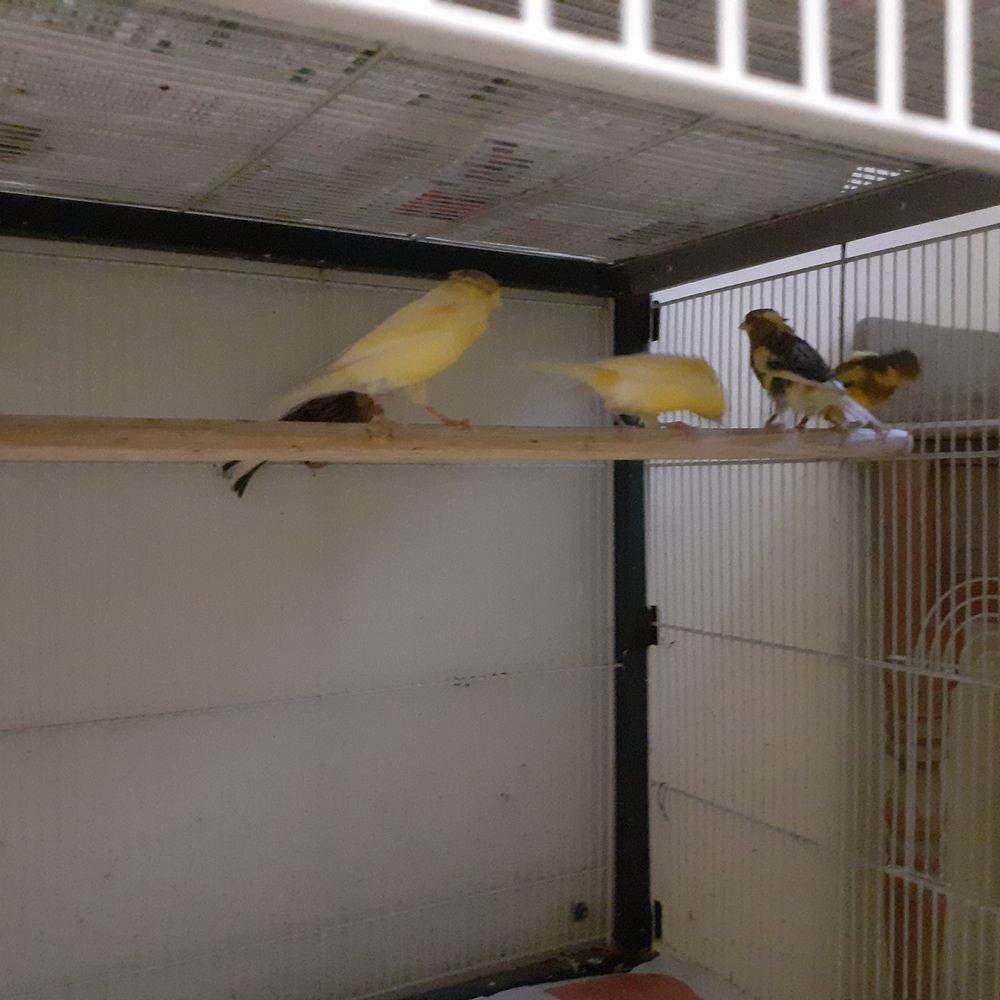   canaris 