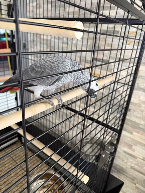 Perroquet Gris du Gabon 1400 43360 Bournoncle-saint-pierre