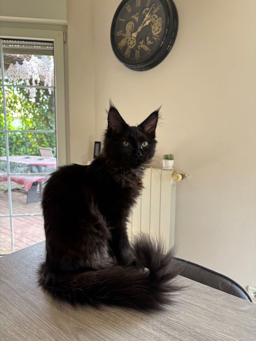   Chaton Maine coon 