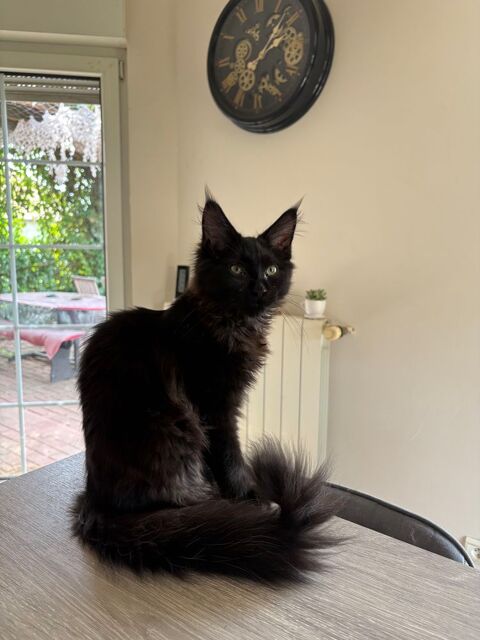 Chaton Maine coon 1500 67260 Keskastel