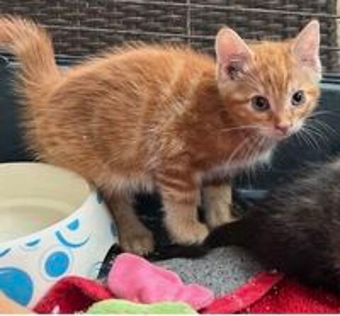  chatons 