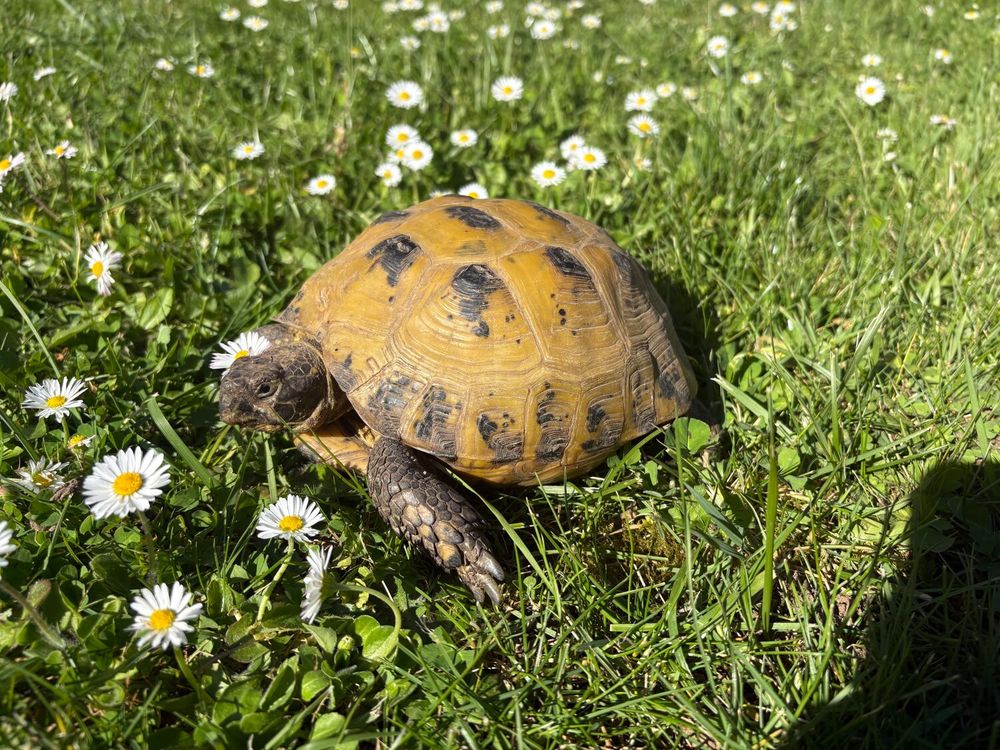   tortue des steppes horsfield adulte  